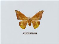 藏品(鉛斑帶鉤蛾)的圖片